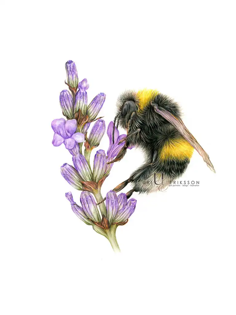 Pet Portraits - Bumble Bee