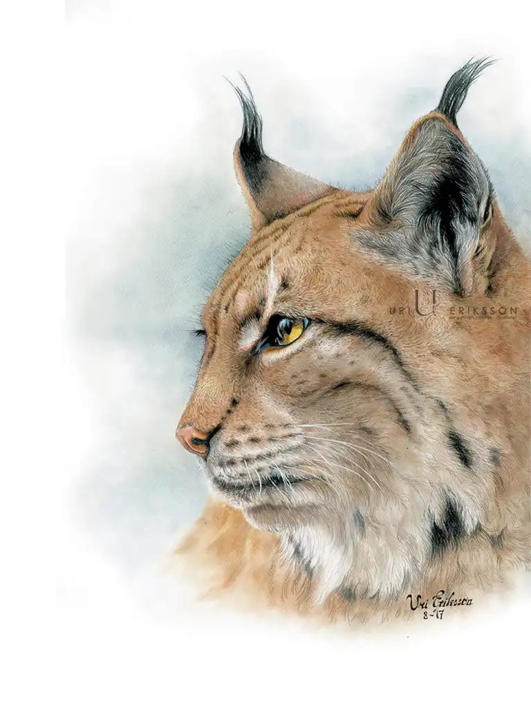 Pet Portraits - Lynx