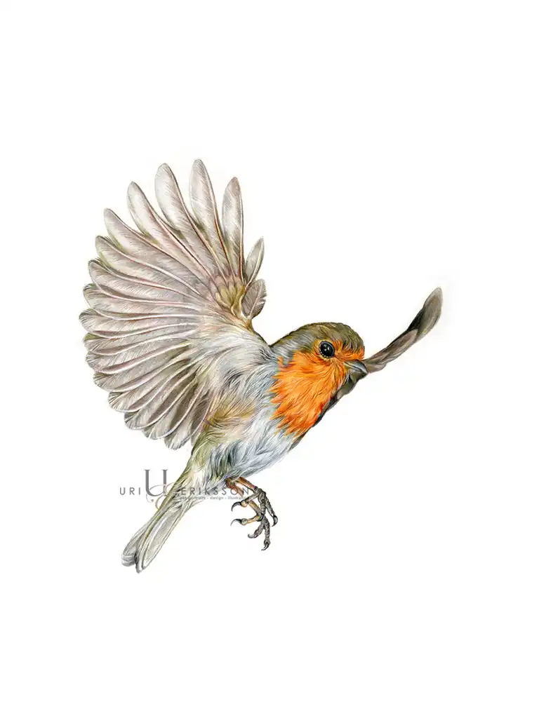 Pet Portraits - Robin