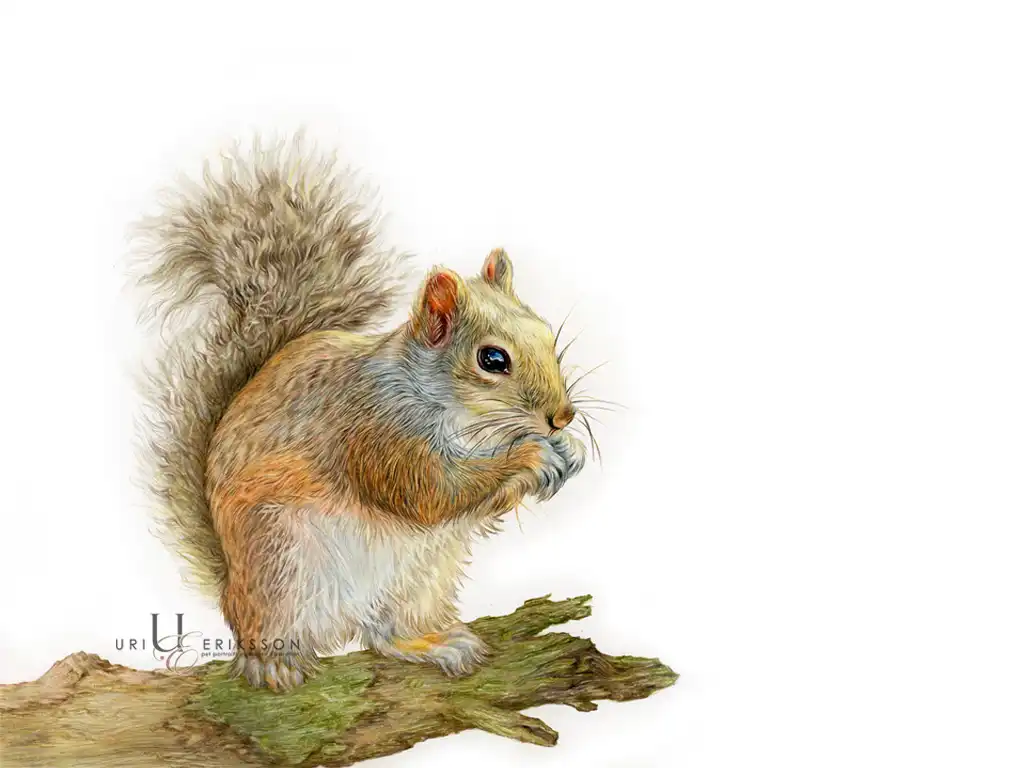 Pet Portraits - Squirrel